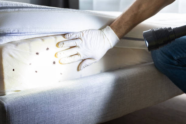 Best Cockroach Control Services  in Brentwood, MD